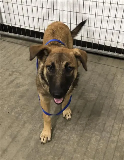 Adoptable Dog