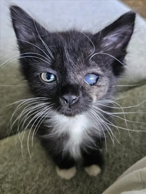 Gizmo