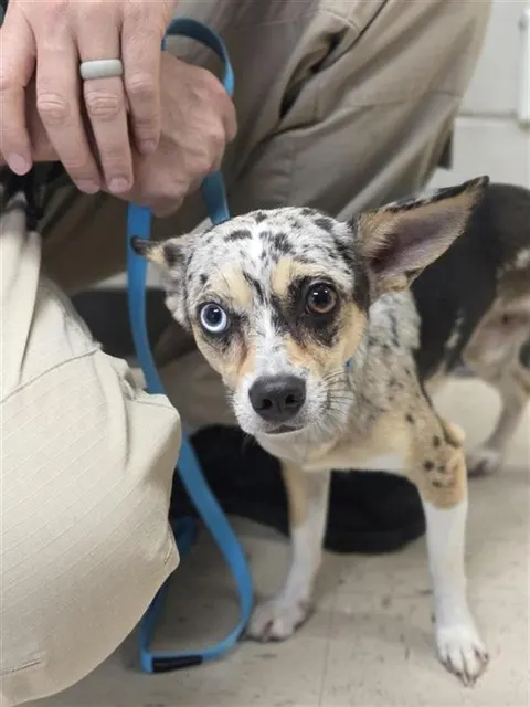 Adoptable Dog