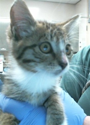 Adoptable Cat