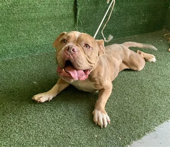 Adoptable Dog
