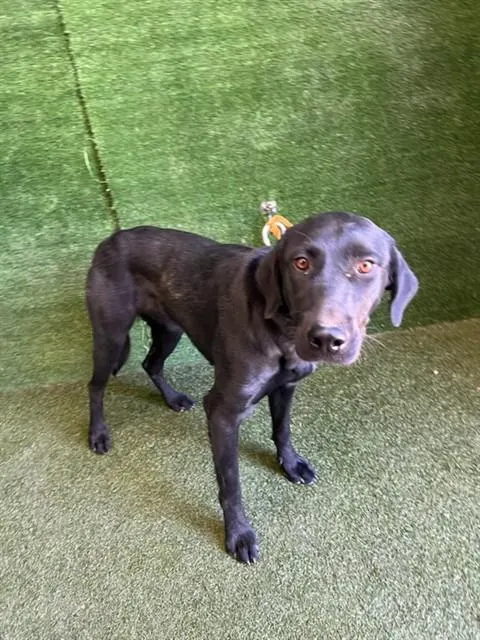 Adoptable Dog