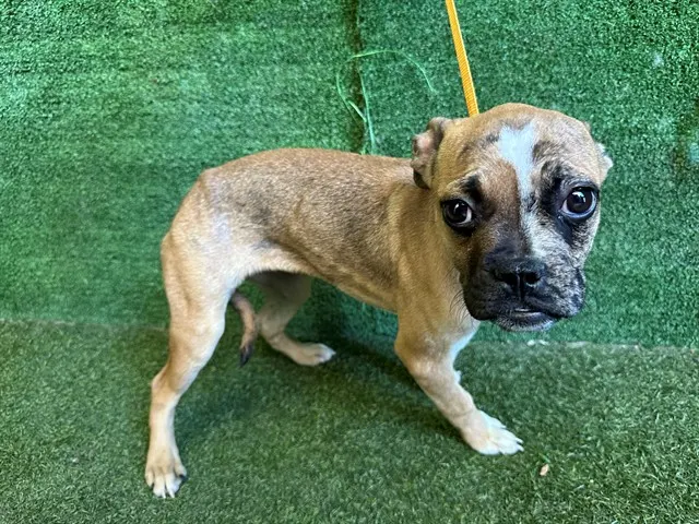 Adoptable Dog