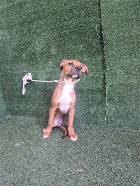 Adoptable Dog