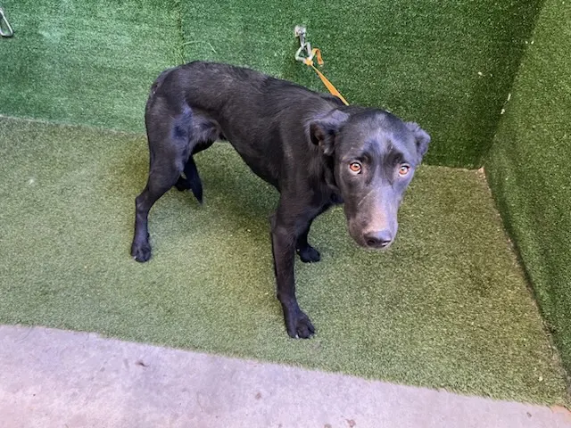 Adoptable Dog