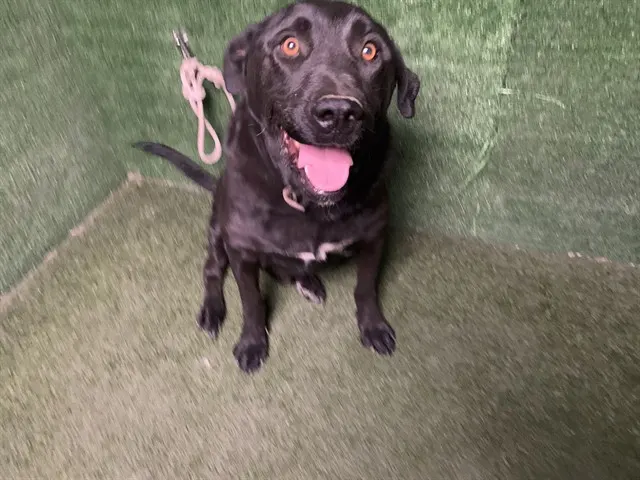 Adoptable Dog