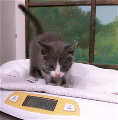 Adoptable Cat