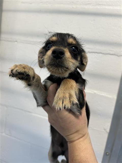 Adoptable Dog
