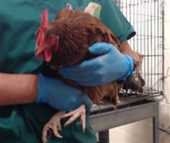 Gwyneth Poultry