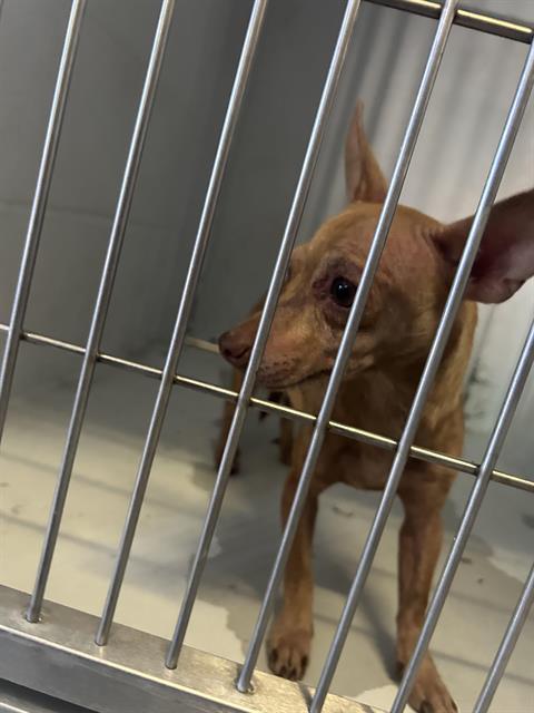 Adoptable Dog