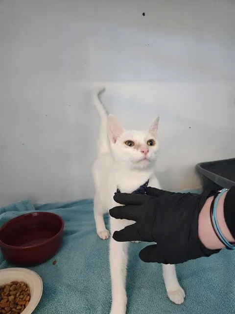 Bartok