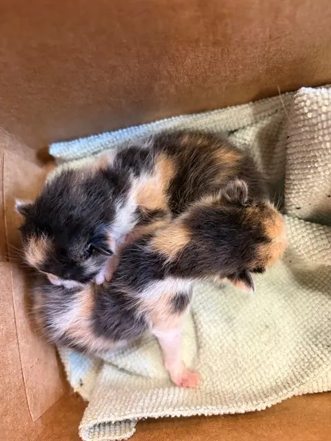 Pip