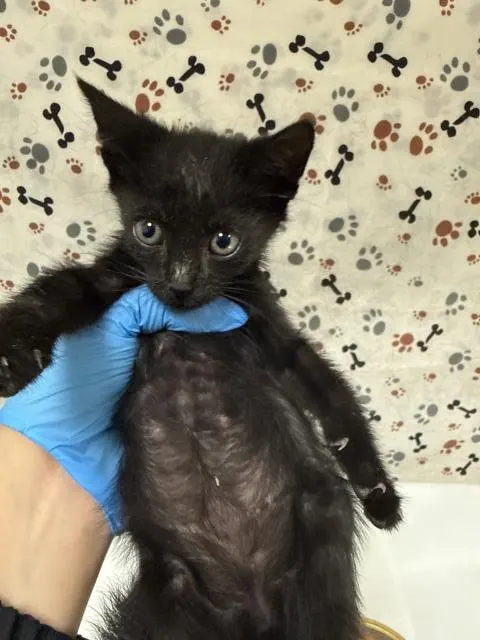 Gomez