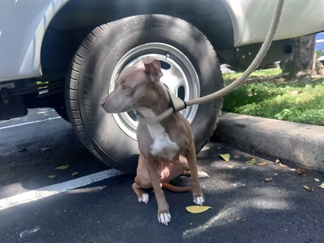 Adoptable Dog