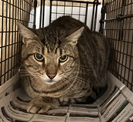 Adoptable Cat