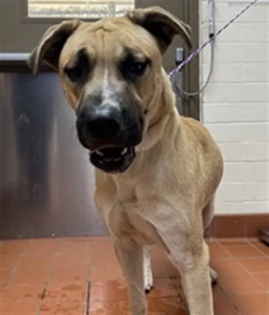 Adoptable Dog