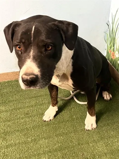 Adoptable Dog