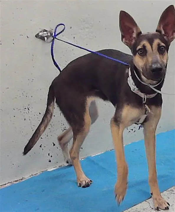 Adoptable Dog