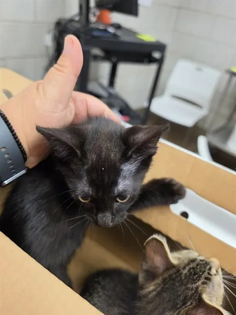 Adoptable Cat