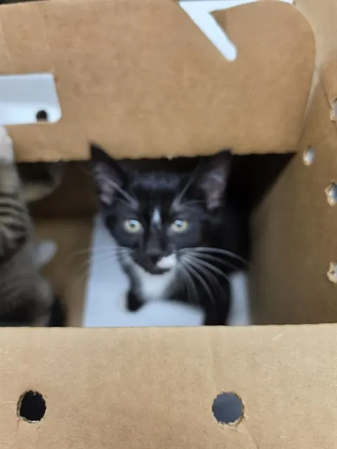Adoptable Cat