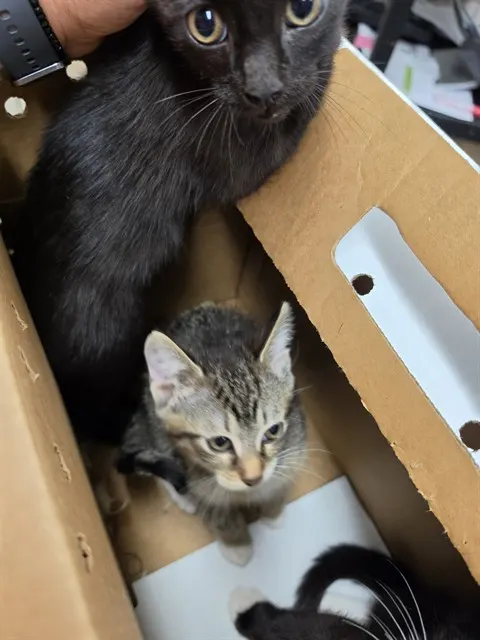 Adoptable Cat