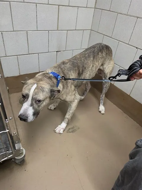 Adoptable Dog