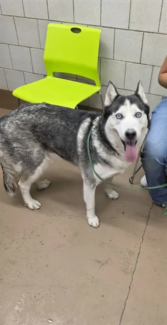Adoptable Dog