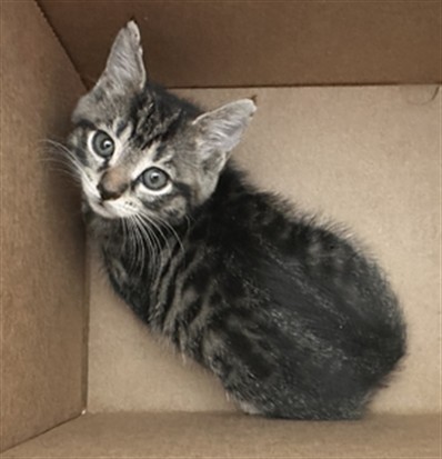 Adoptable Cat