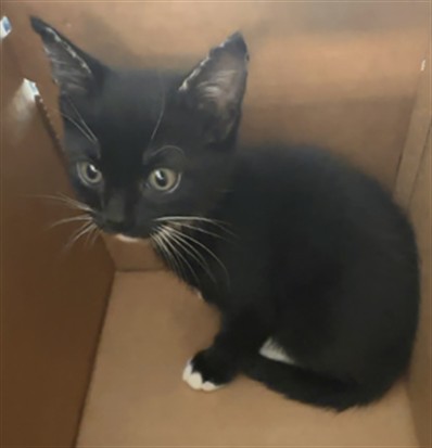 Adoptable Cat
