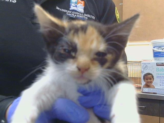 Adoptable Cat