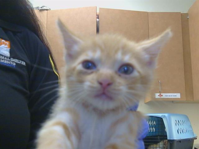 Adoptable Cat