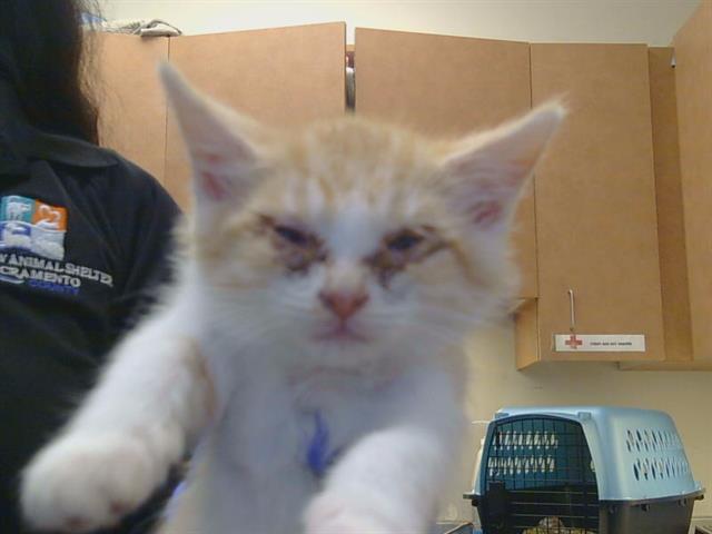 Adoptable Cat