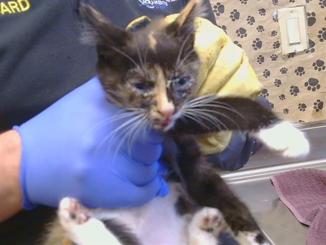 Adoptable Cat