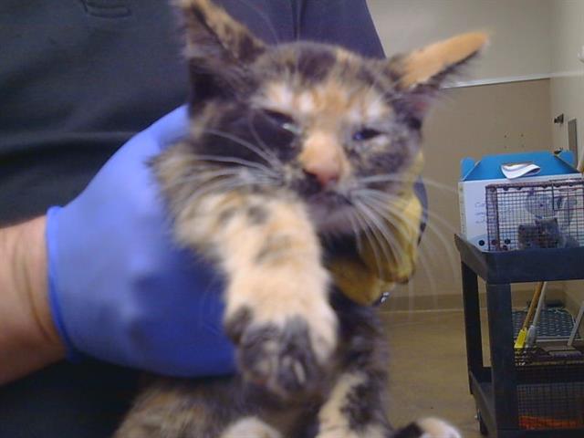 Adoptable Cat