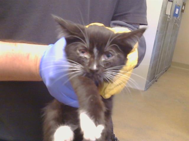 Adoptable Cat
