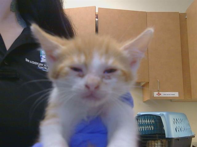 Adoptable Cat