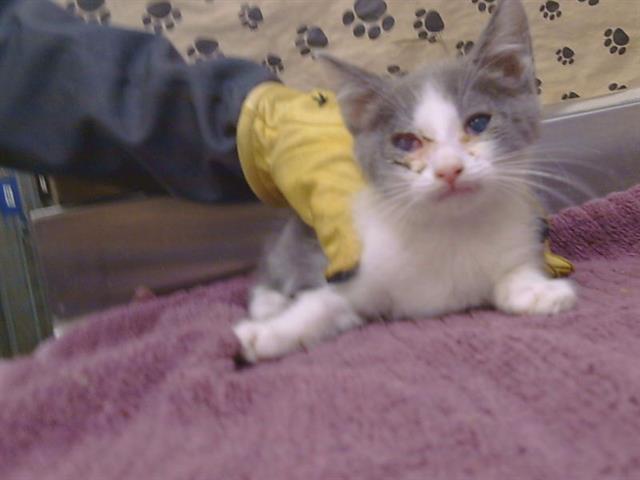 Adoptable Cat