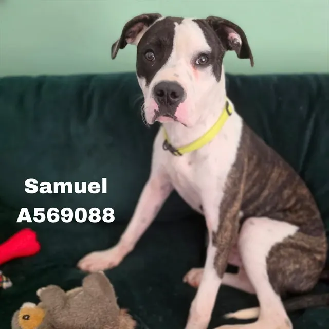 Samuel