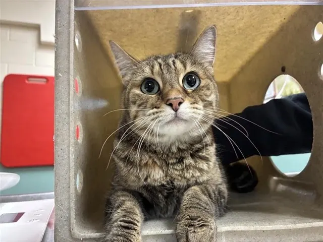 Adoptable Cat