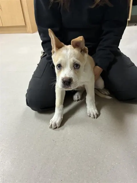Adoptable Dog