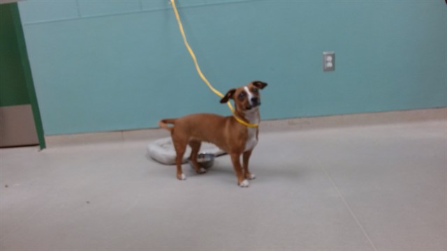 Adoptable Dog