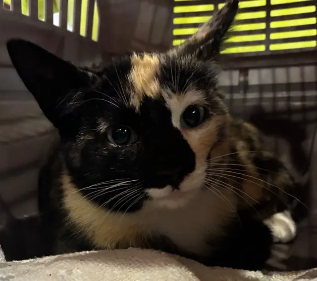 Adoptable Cat