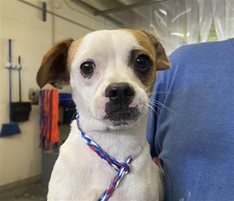 Adoptable Dog