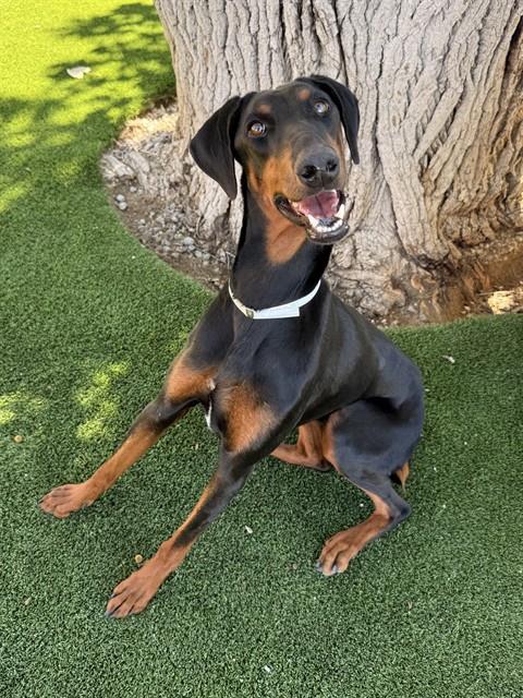 Adoptable Dog