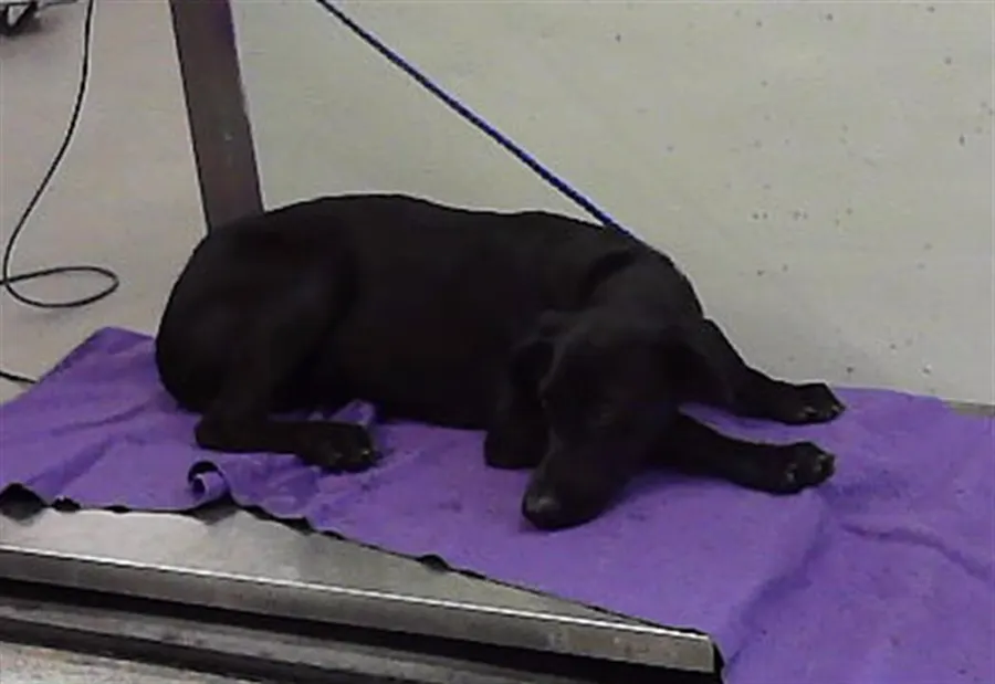 Adoptable Dog