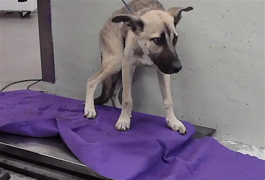 Adoptable Dog