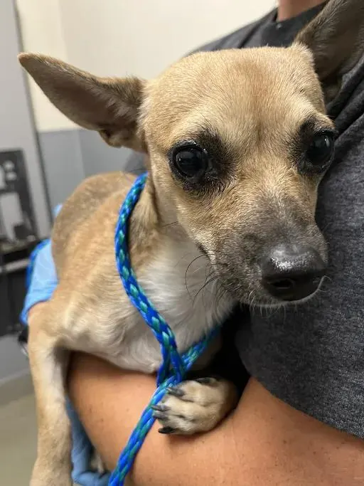 *Canelo