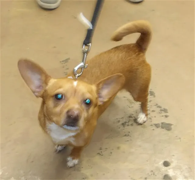Adoptable Dog