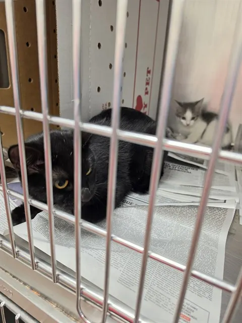 Adoptable Cat