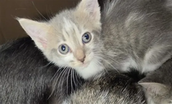 Adoptable Cat